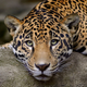 Illustration for article titled Caturday - Panthera pardus Edition